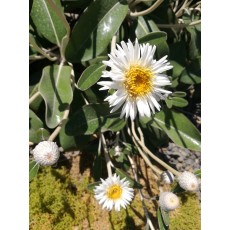 Pachystegia insignis Pachystegia insignis